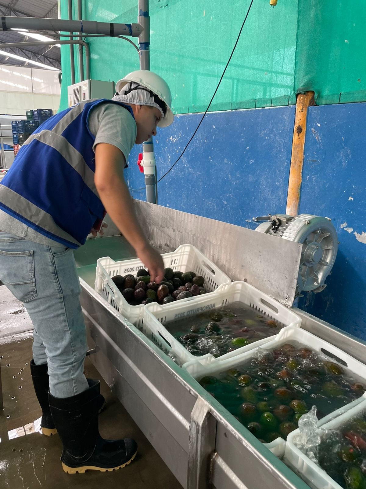 Técnico de MRI trabajando en agroindustria, realizando el proceso de selección y limpieza de paltas en un sistema de agua para asegurar la calidad del producto.